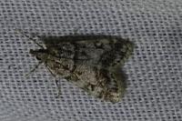 Eudonia lacustrata