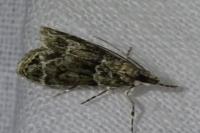 Eudonia mercurella