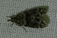 Eudonia mercurella