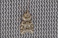 Eudonia lineola
