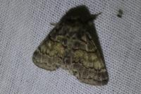 Gluphisia crenata