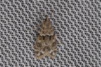 Eudonia mercurella