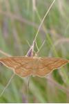 Idaea ochrata
