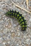 Saturnia pavonia/pavoniella