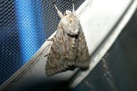 Acronicta aceris