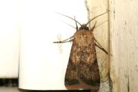 Agrotis segetum