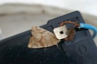 Cosmia trapezina