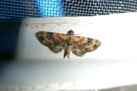 Eupithecia linariata
