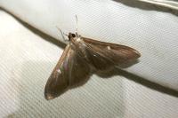 Cydalima perspectalis