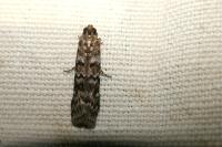 Dioryctria abietella