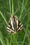Arctia plantaginis