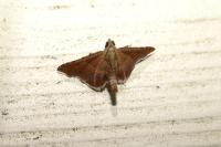 Endotricha flammealis