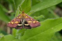 Pyrausta purpuralis
