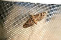 Gymnoscelis rufifasciata