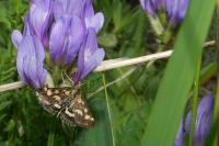 Pyrausta purpuralis