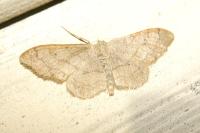 Idaea aversata