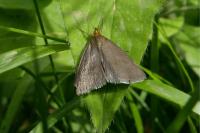 Evergestis aenealis