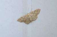 Idaea fuscovenosa