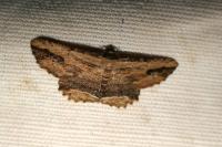 Menophra abruptaria