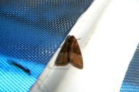 Mesoligia furuncula