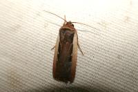 Ochropleura leucogaster