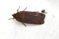 Noctua pronuba