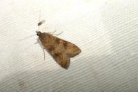 Nomophila noctuella