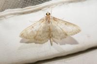 Patania ruralis
