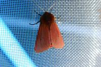Phragmatobia fuliginosa