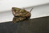 Polyphaenis sericata