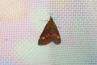 Pyrausta aurata