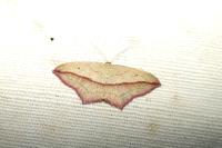 Timandra comae