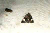 Tyta luctuosa
