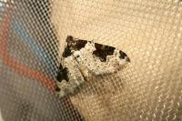 Xanthorhoe fluctuata