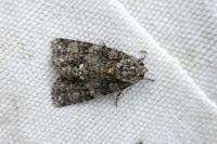 Acronicta rumicis