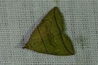 Herminia grisealis