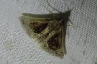 Hypena crassalis
