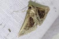 Hypena crassalis