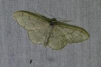 Idaea aversata