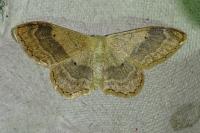 Idaea aversata