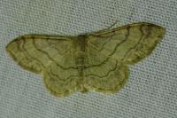 Idaea aversata