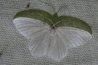 Jodis lactearia