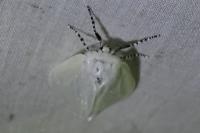 Leucoma salicis