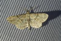Peribatodes rhomboidaria rhomboidaria