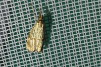 Chrysocrambus linetella