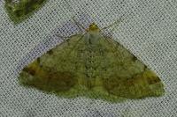 Macaria liturata
