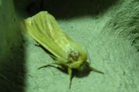 Mythimna pallens