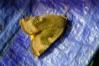 Noctua janthe/janthina