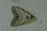Meganola strigula