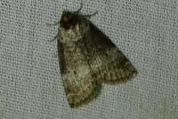 Ochropacha duplaris